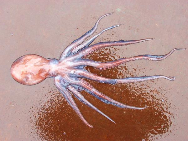 Octopus 八爪鱼