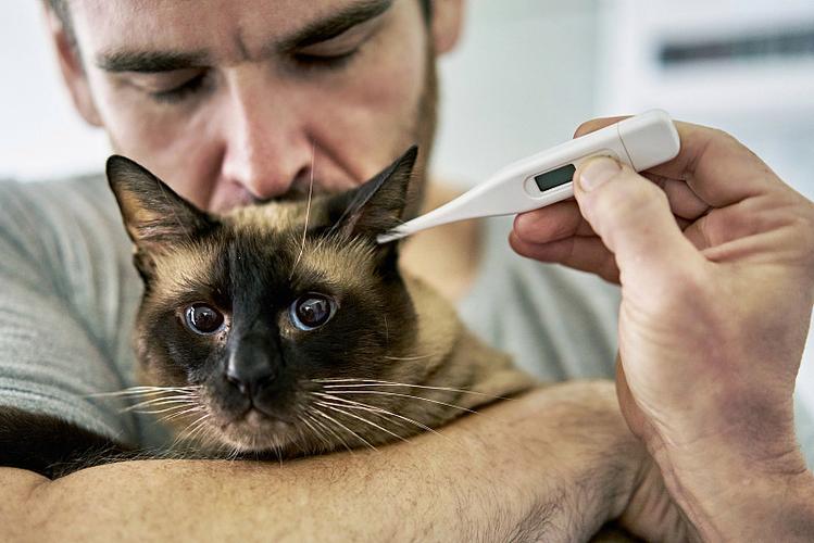 猫咪体温是多少度正常