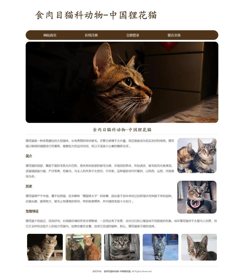 懒猫网页版直接进入