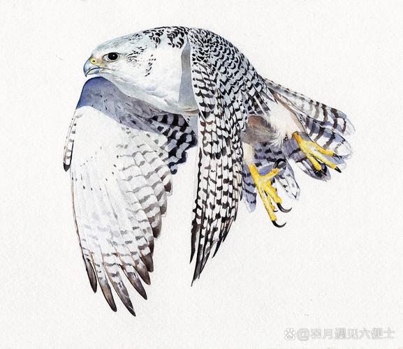 白隼截图2