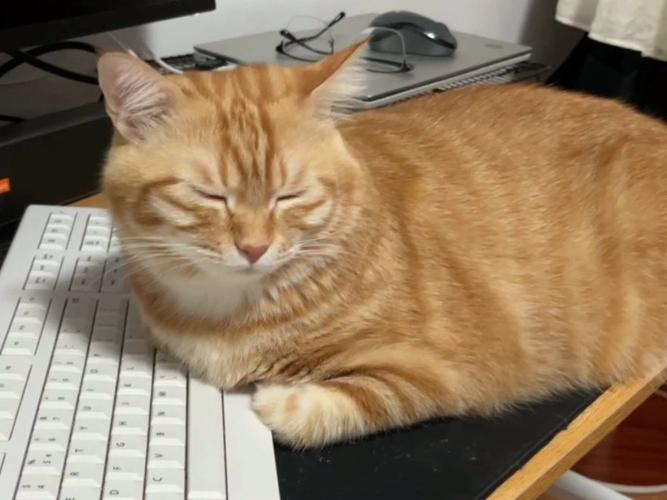 肥猫直播 肥猫直播