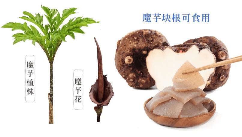 魔芋图片