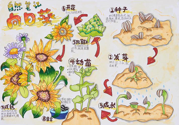 向日葵小苗观察日记