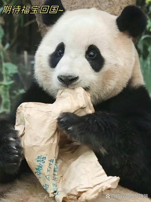 熊猫福宝在哪个熊猫基地