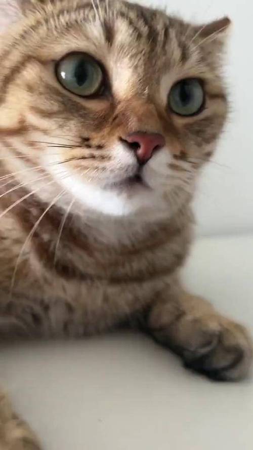 猫叫声音频播放