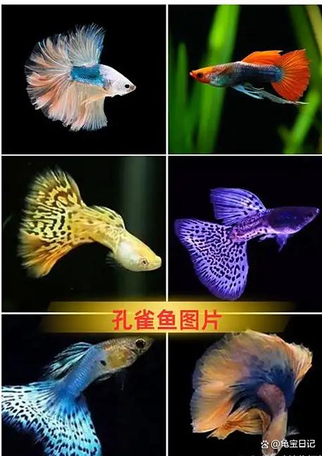 孔雀鱼颜色变浅是什么原因
