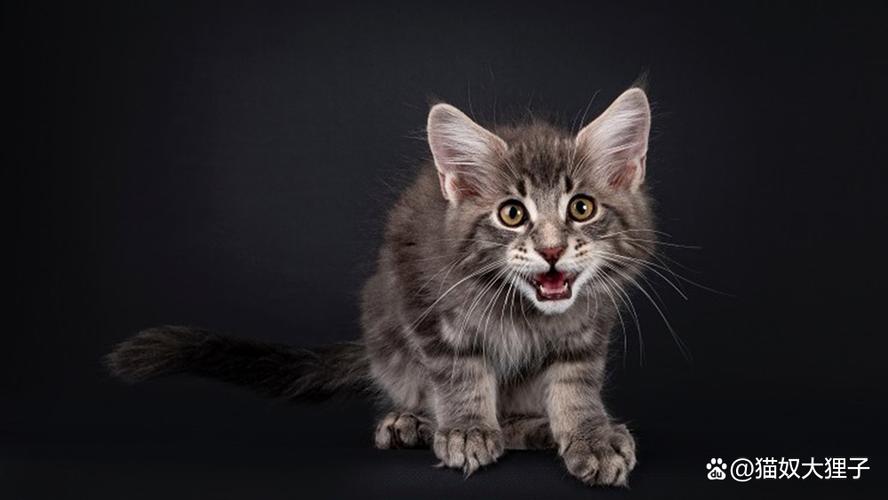 猫一直喵呜喵呜叫什么意思