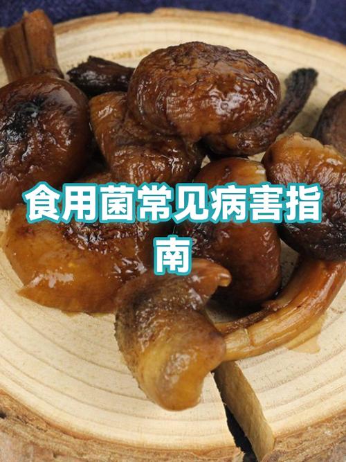 最常见的十种真菌