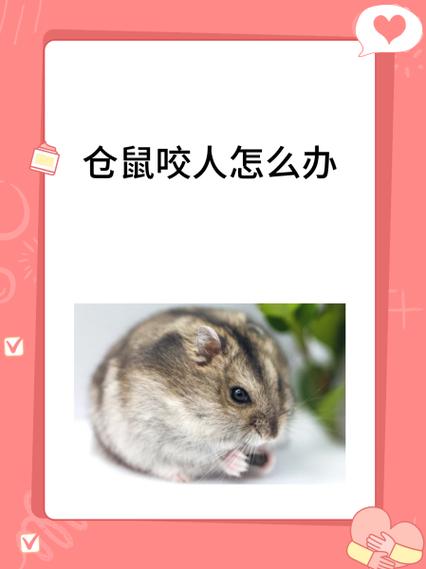 小仓鼠咬人怎么办