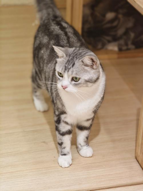 光遇猫猫发型在哪换