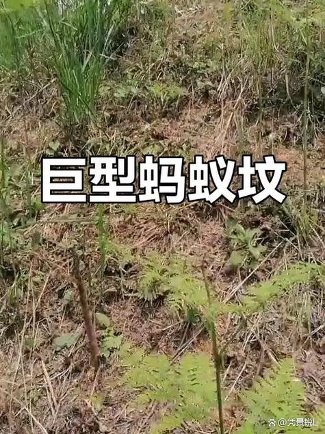 蚂蚁成群结队是啥预兆