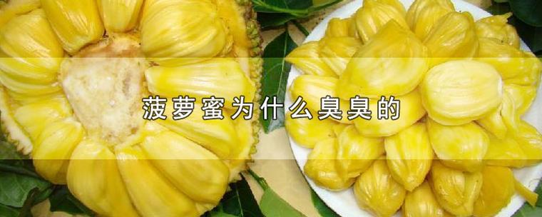 菠萝蜜为啥闻着臭截图1