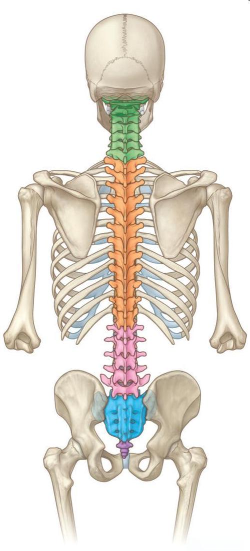 人体骨骼图