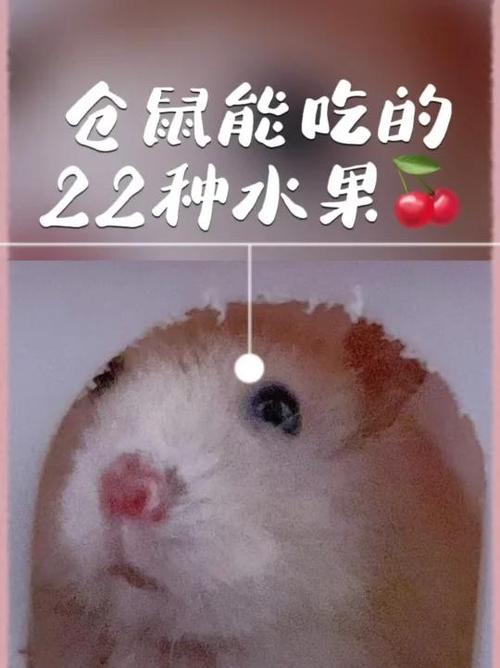 小仓鼠能吃什么水果