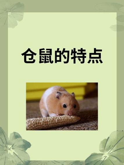 仓鼠吃木屑吗 仓鼠吃木屑吗