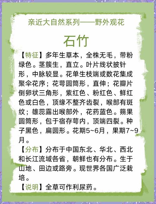 石竹花的作用与功效截图2