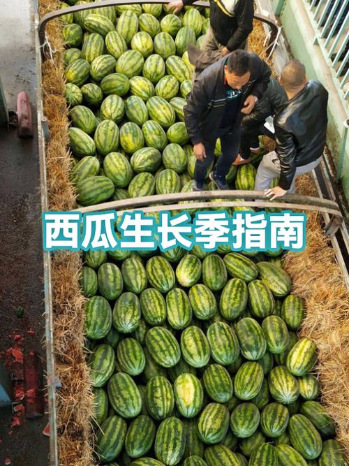 西瓜直播能赚到钱吗截图3