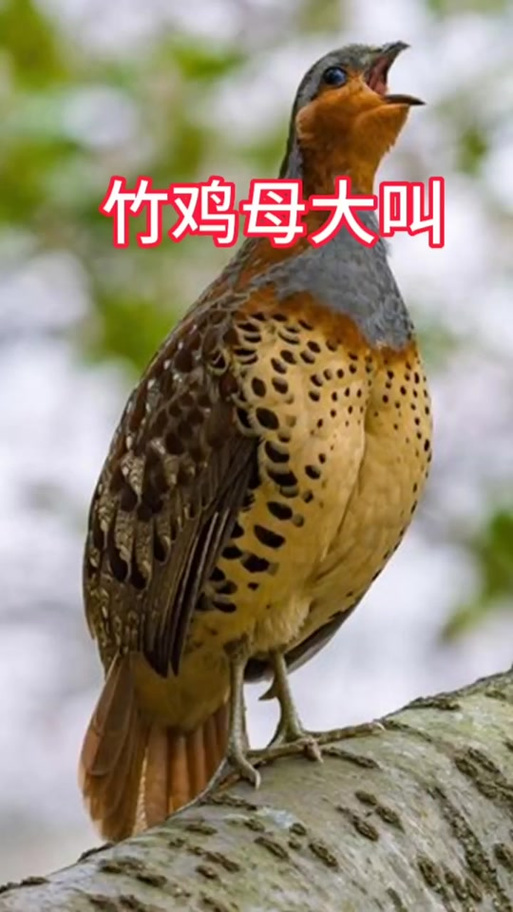 竹鸡叫声