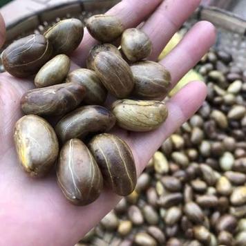 木竹子果核的功效与作用