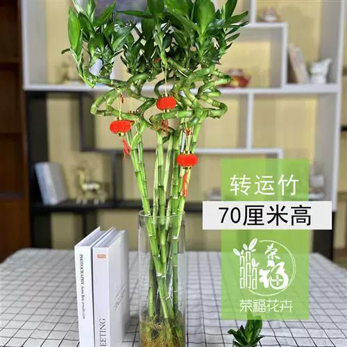 转运竹太长了能剪根吗