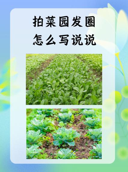 赞美自家小菜园的句子截图1
