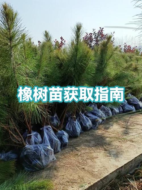 橡树苗怎么获得