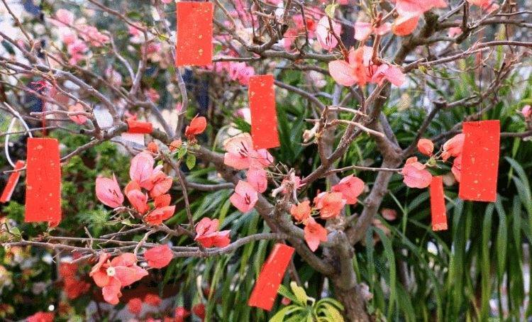 赏红什么意思