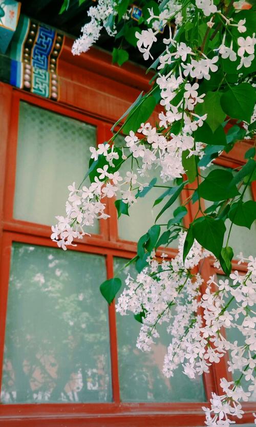 丁香古诗词