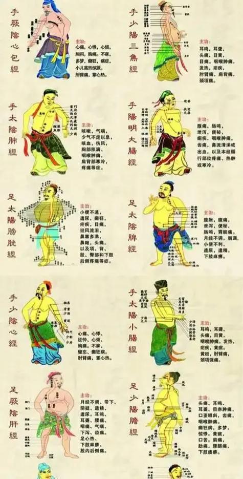 十二经脉循行3d图动画全身截图2