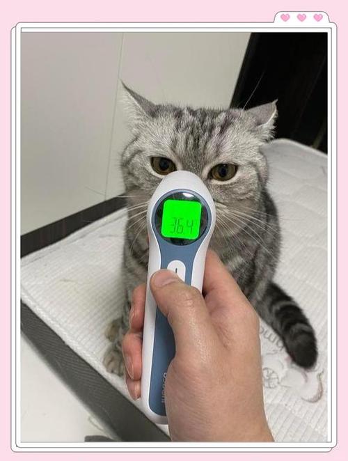 猫的体温高正常吗