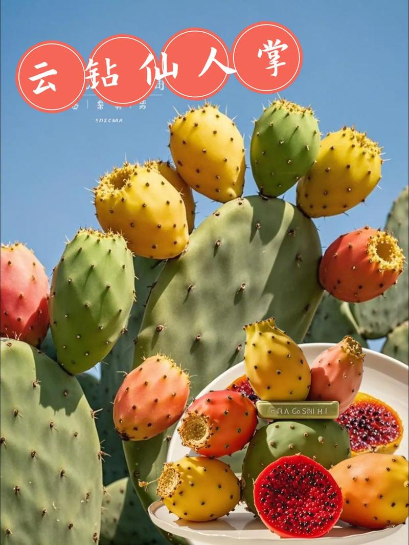 仙人掌视频官网截图1