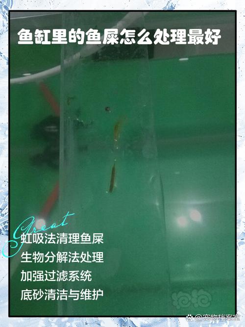 养什么能吃鱼粪便