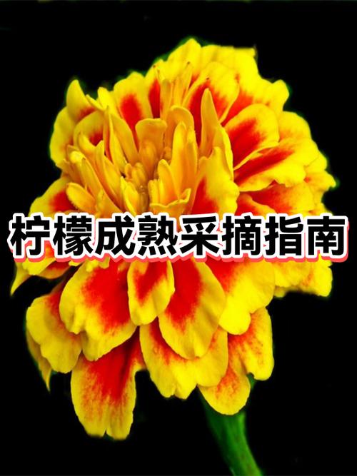 柠檬几月成熟可以摘掉