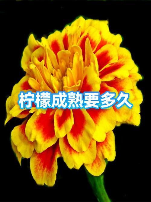 柠檬几月成熟可以摘掉截图3