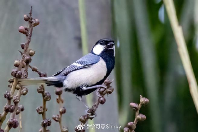大山雀叫几个口 大山雀叫几个口