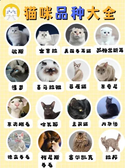猫咪品种识别扫一扫