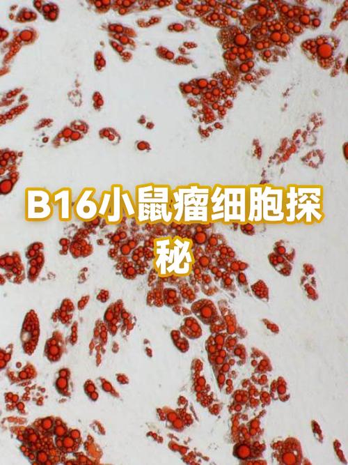 工作细胞在哪看
