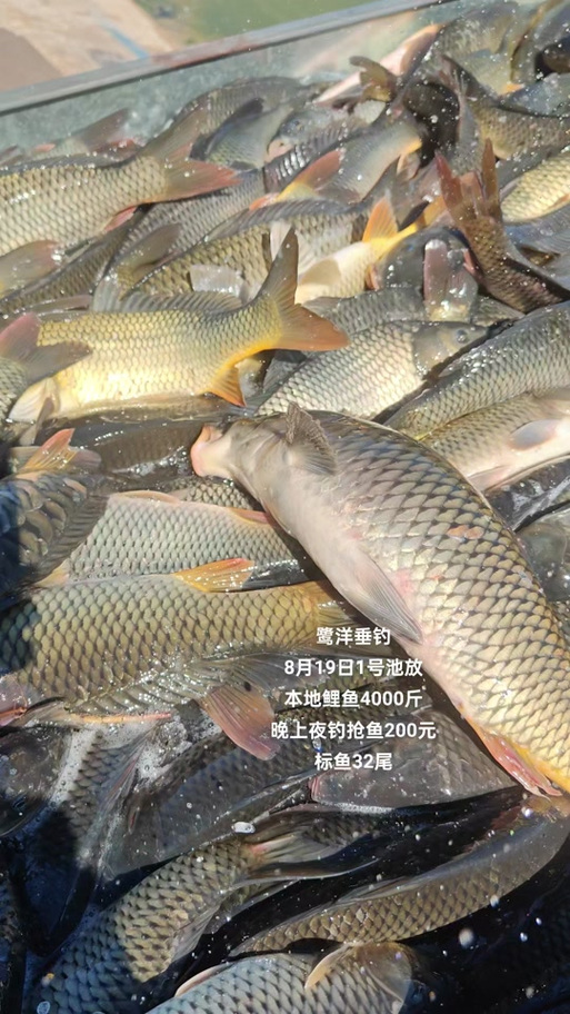本地鲤鱼