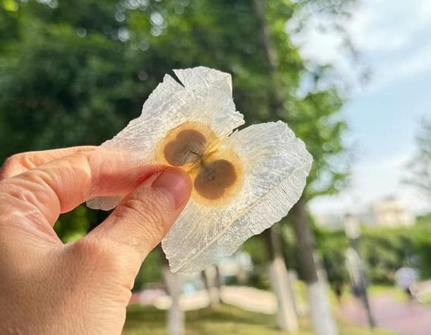 木蝴蝶的功效与用量