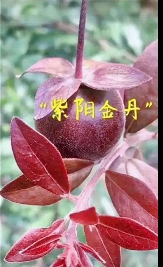 史上最强金丹 史上最强金丹