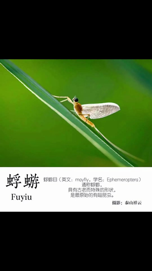 蜉蝣安卓汉化版截图3