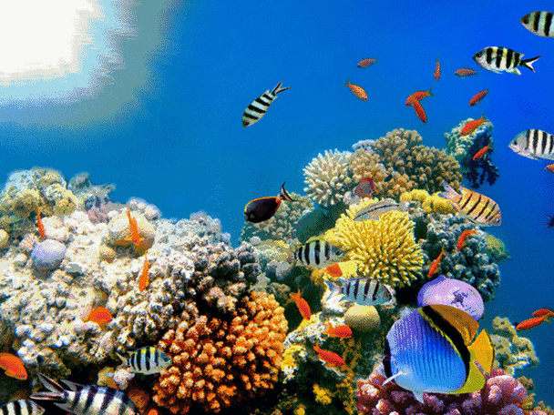 安卓动态壁纸水族馆截图2
