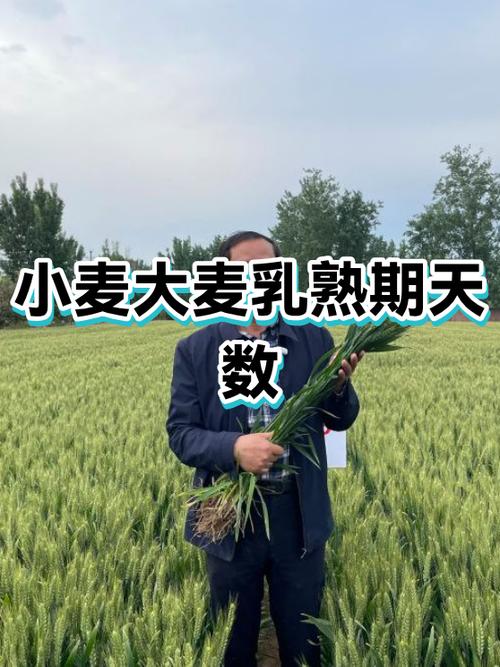 大麦生长期多少天