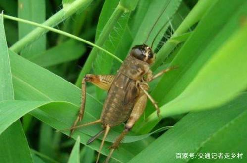 蛐蛐叫截图2
