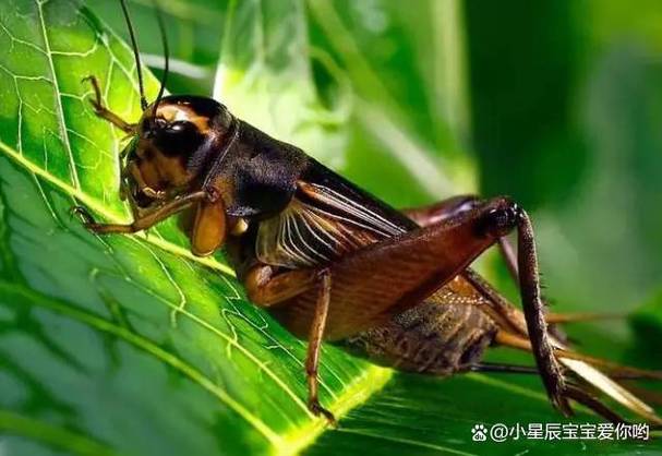 蛐蛐叫截图3