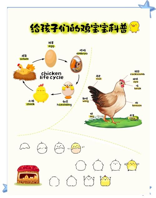 今天的小鸡宝宝答案正确题截图2