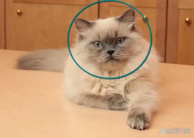 怎么判断小猫尖脸圆脸