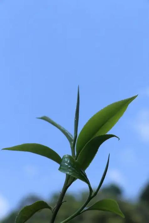 带源的四字词