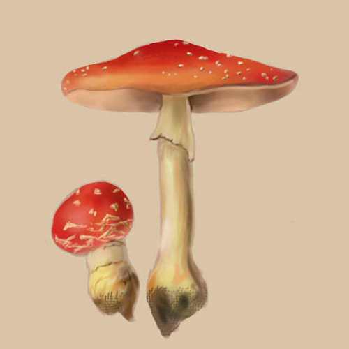 蘑蘑菇菇 蘑蘑菇菇