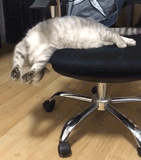 猫猫说话